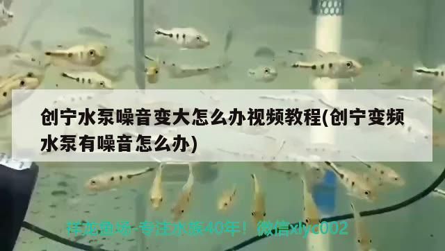 魚(yú)缸什么溫度用加熱棒最好，祥龍魚(yú)缸什么溫度用加熱棒最好