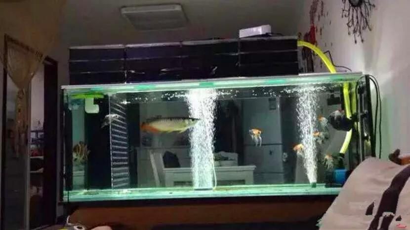 魚缸水泵不運轉，如何清潔魚缸水泵葉輪