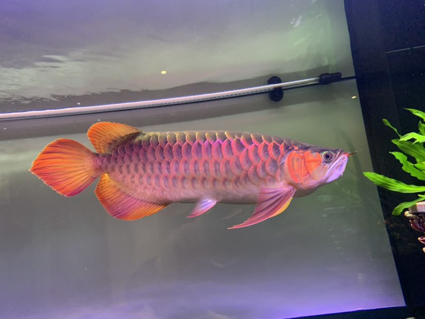 這嘴饞?缸里z有片片注意? 這嘴饞?缸里z有片片注意? 錦鯉魚百科 第2張