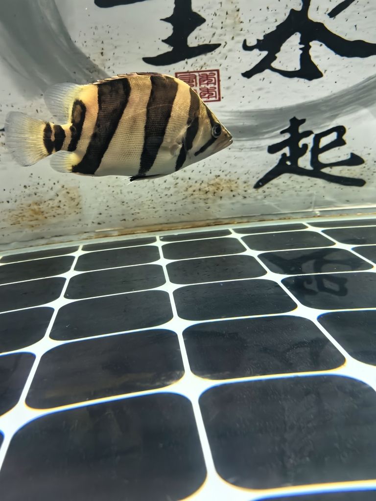 這種還值得培養嗎
