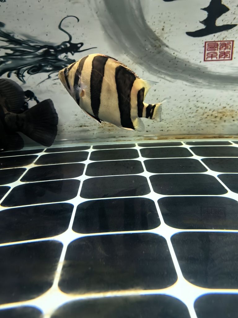 這種還值得培養嗎
