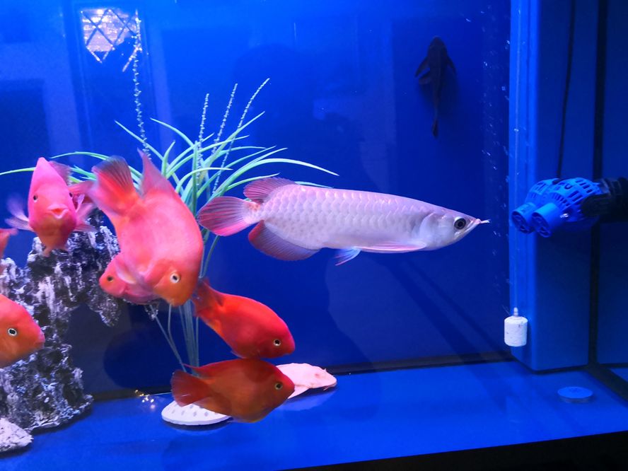 放棄高背果斷入手仟湖辣椒紅龍魚 放棄高背果斷入手仟湖辣椒紅龍魚 仟湖 第5張