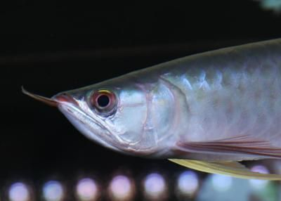 龍魚不吃活魚vs祥龍魚場：龍魚不吃飼料只吃小魚怎么辦