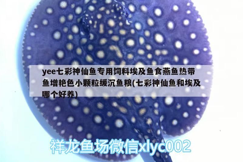 yee七彩神仙魚專用飼料埃及魚食燕魚熱帶魚增艷色小顆粒緩沉魚糧(七彩神仙魚和埃及哪個好養)