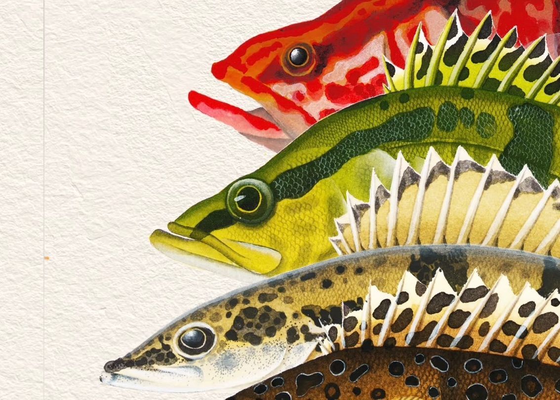 紅紋鱖魚 | 水中的火焰，游動的藝術品