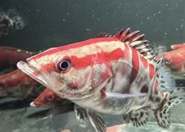 紅紋鱖魚 | 水中的火焰，游動的藝術品