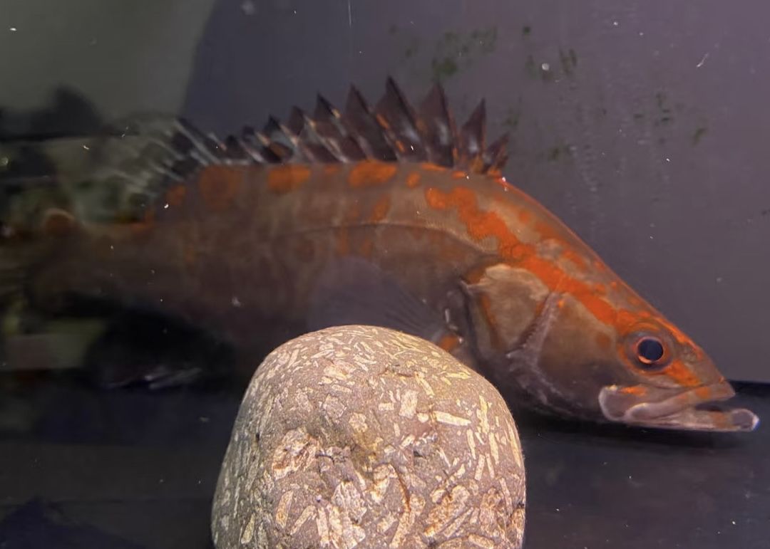 紅紋鱖魚 | 水中的火焰，游動的藝術品