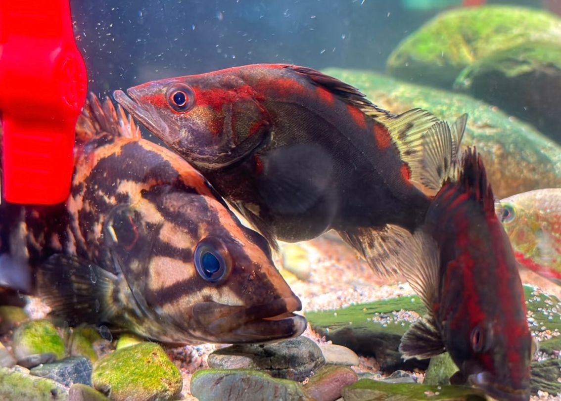 紅紋鱖魚 | 水中的火焰，游動的藝術品