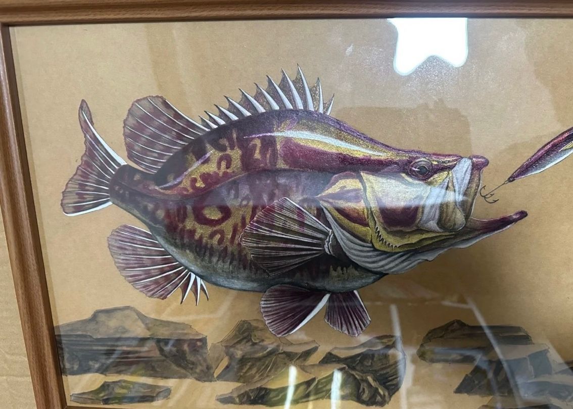 紅紋鱖魚 | 水中的火焰，游動的藝術品
