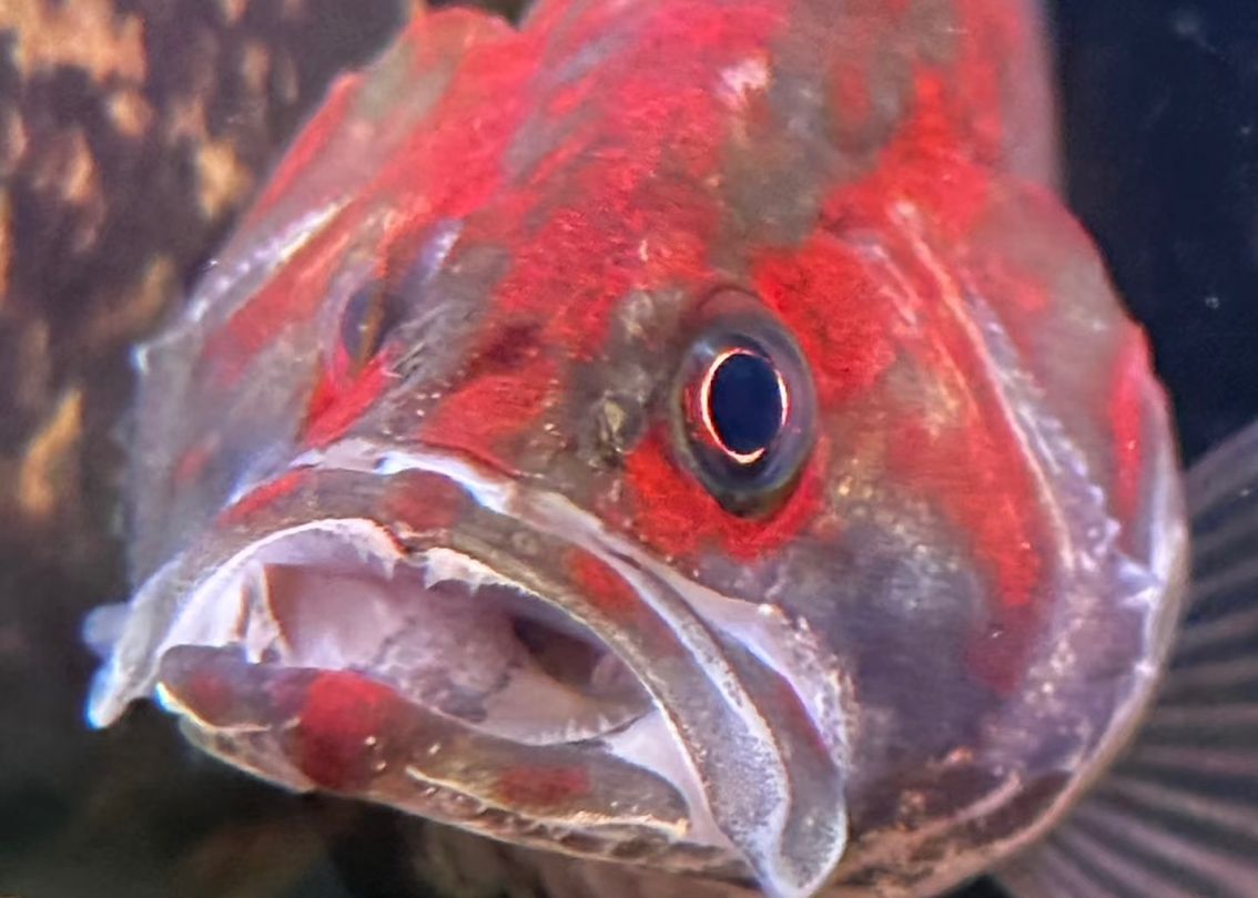 紅紋鱖魚 | 水中的火焰，游動的藝術品