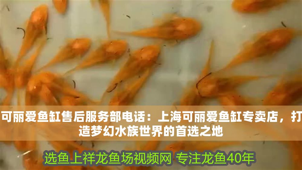 可麗愛(ài)魚(yú)缸售后服務(wù)部電話(huà)：上海可麗愛(ài)魚(yú)缸專(zhuān)賣(mài)店，打造夢(mèng)幻水族世界的首選之地