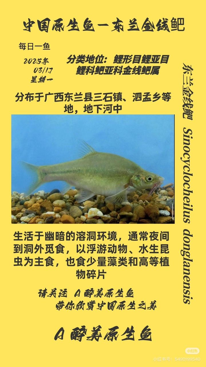 東蘭金線鲃 東蘭金線鲃 龍魚論壇