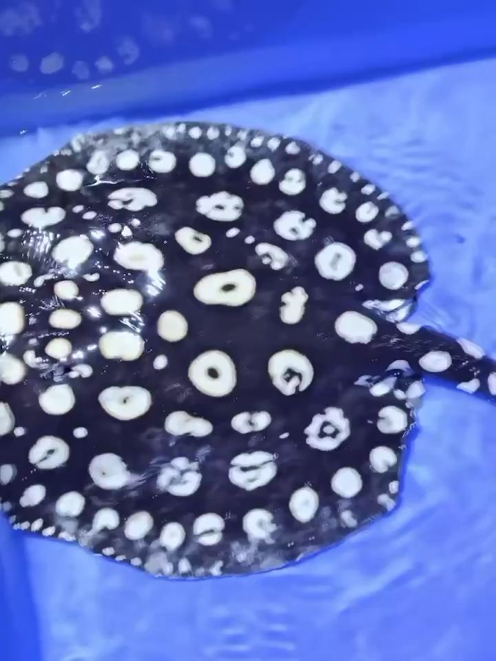 珠海市斗門區井岸鎮龍源水族店