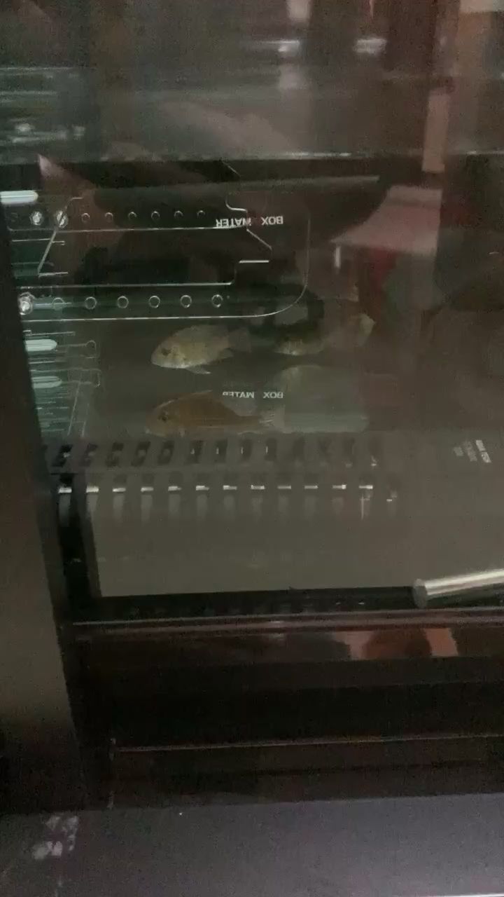青龍魚和金龍魚的區(qū)別,青龍魚和金龍魚的營養(yǎng)價值 觀賞魚百科 第2張 青龍魚和金龍魚的區(qū)別,青龍魚和金龍魚的營養(yǎng)價值 青龍魚和金龍魚的區(qū)別,青龍魚和金龍魚的營養(yǎng)價值 觀賞魚百科 第2張
