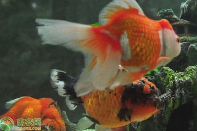 魚(yú)頭朝向的正確圖片，風(fēng)水與擺放的藝術(shù)