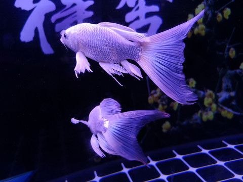 蝴蝶鯉魚缸燈怎么配色（如何選擇魚缸燈？）