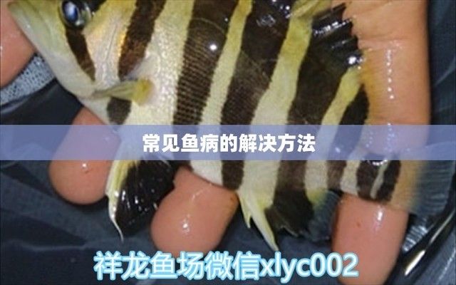 魚頭朝門最忌諱三個(gè)地方，風(fēng)水禁忌與化解之道