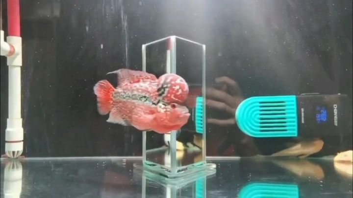 小家伙似乎知道我在拍它 小家伙似乎知道我在拍它 龍魚論壇