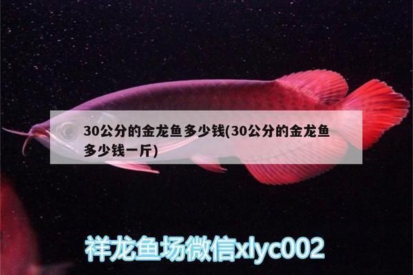 30公分過背金龍魚多少錢一條：30公分的金龍魚價格在2000元到10000元不等