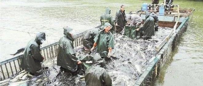 魚跳水是吉兆還是兇兆？解讀這一神秘現象的象征意義