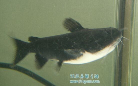 大嘴鯨魚有多可怕（大嘴鯨的生物學特性） 大嘴鯨魚有多可怕（大嘴鯨的生物學特性） 立達金龍魚 第1張