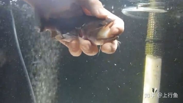 大嘴鯨魚有多可怕（大嘴鯨的生物學特性） 大嘴鯨魚有多可怕（大嘴鯨的生物學特性） 立達金龍魚 第2張