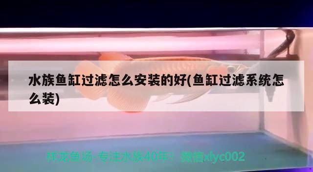 梧州水族批發市場在哪里進貨的 梧州最好水族店
