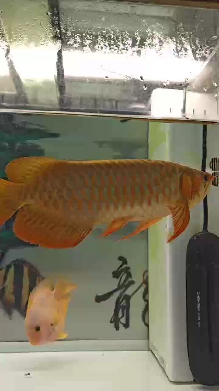 重新上岸，如何 重新上岸，如何 龍魚論壇
