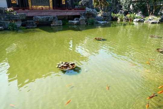 戶外觀賞魚池帶魚消毒方法（戶外觀賞魚池帶魚消毒的方法）