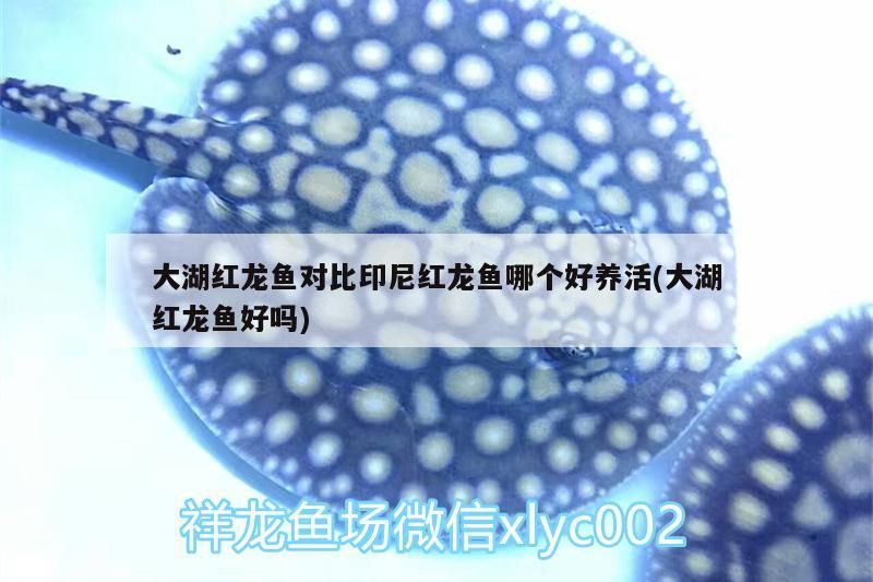 大湖紅龍魚對比印尼紅龍魚哪個好養活(大湖紅龍魚好嗎)