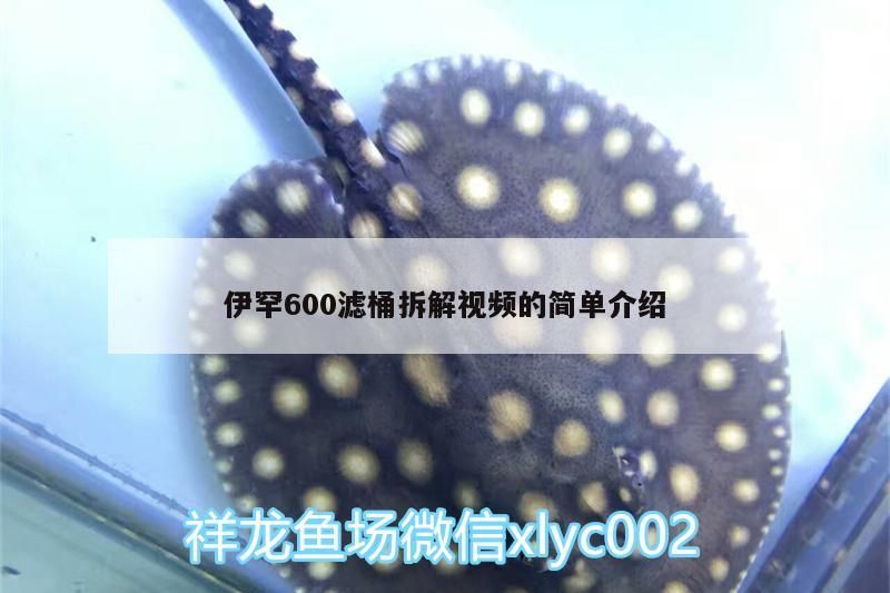 魚缸用增氧泵價格是多少:魚缸增氧機-xtrac增氧機-xtrac增氧機 伊罕600濾桶拆解視頻的簡單介紹 伊罕水族 伊罕600濾桶拆解視頻的簡單介紹 伊罕600濾桶拆解視頻的簡單介紹 伊罕水族