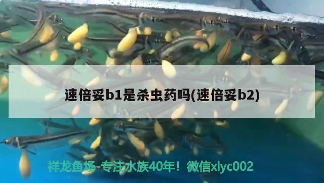 飼料 速倍妥b1是殺蟲藥嗎(速倍妥b2) 速倍妥 速倍妥b1是殺蟲藥嗎(速倍妥b2) 速倍妥b1是殺蟲藥嗎(速倍妥b2) 速倍妥