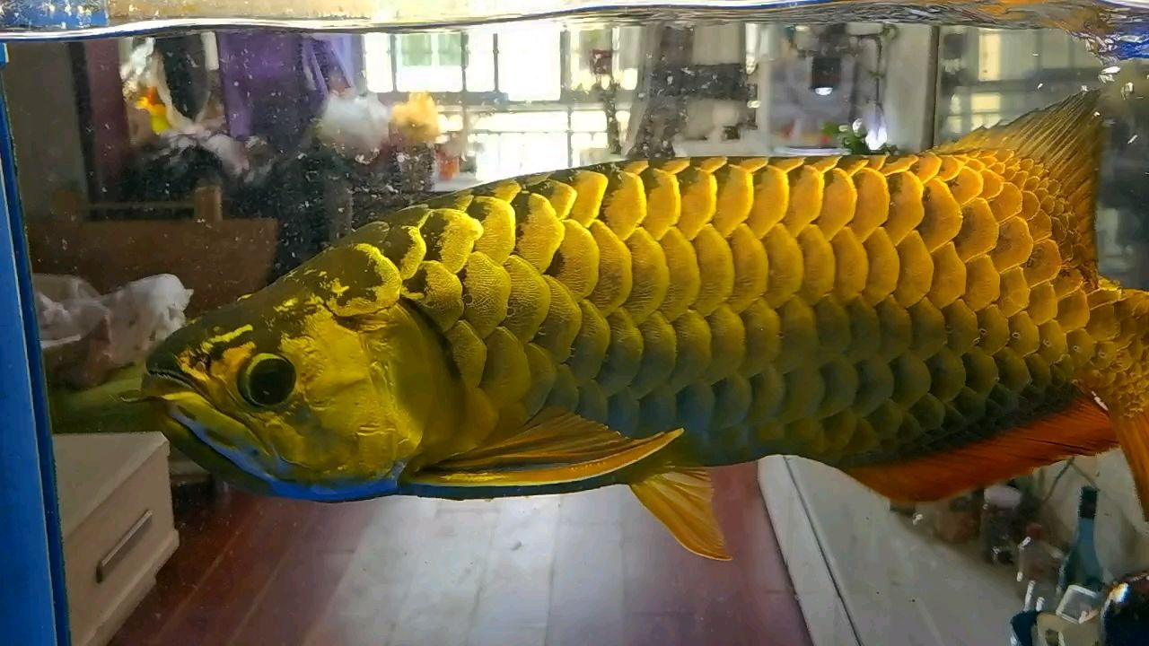 8年362天 8年362天 龍魚論壇