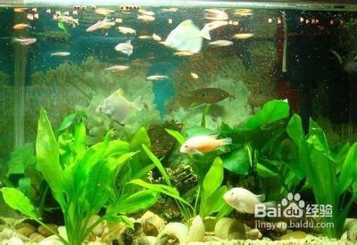 魚跳缸的迷信說(shuō)法，征兆、寓意與科學(xué)解釋