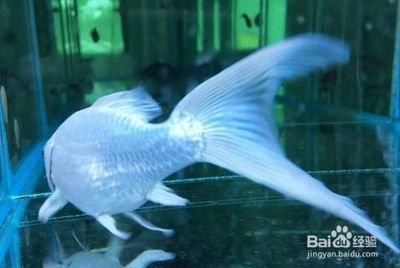 普身蝴蝶鯉好不好（普身蝴蝶鯉優(yōu)缺點和適用性需結(jié)合飼養(yǎng)目的和條件綜合判斷） 普身蝴蝶鯉好不好（普身蝴蝶鯉優(yōu)缺點和適用性需結(jié)合飼養(yǎng)目的和條件綜合判斷） 蝴蝶鯉百科 第2張