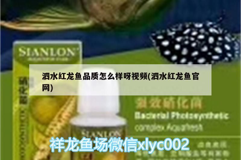 泗水紅龍魚品質(zhì)怎么樣呀視頻(泗水紅龍魚官網(wǎng)) 泗水紅龍魚品質(zhì)怎么樣呀視頻(泗水紅龍魚官網(wǎng)) 泗水龍魚