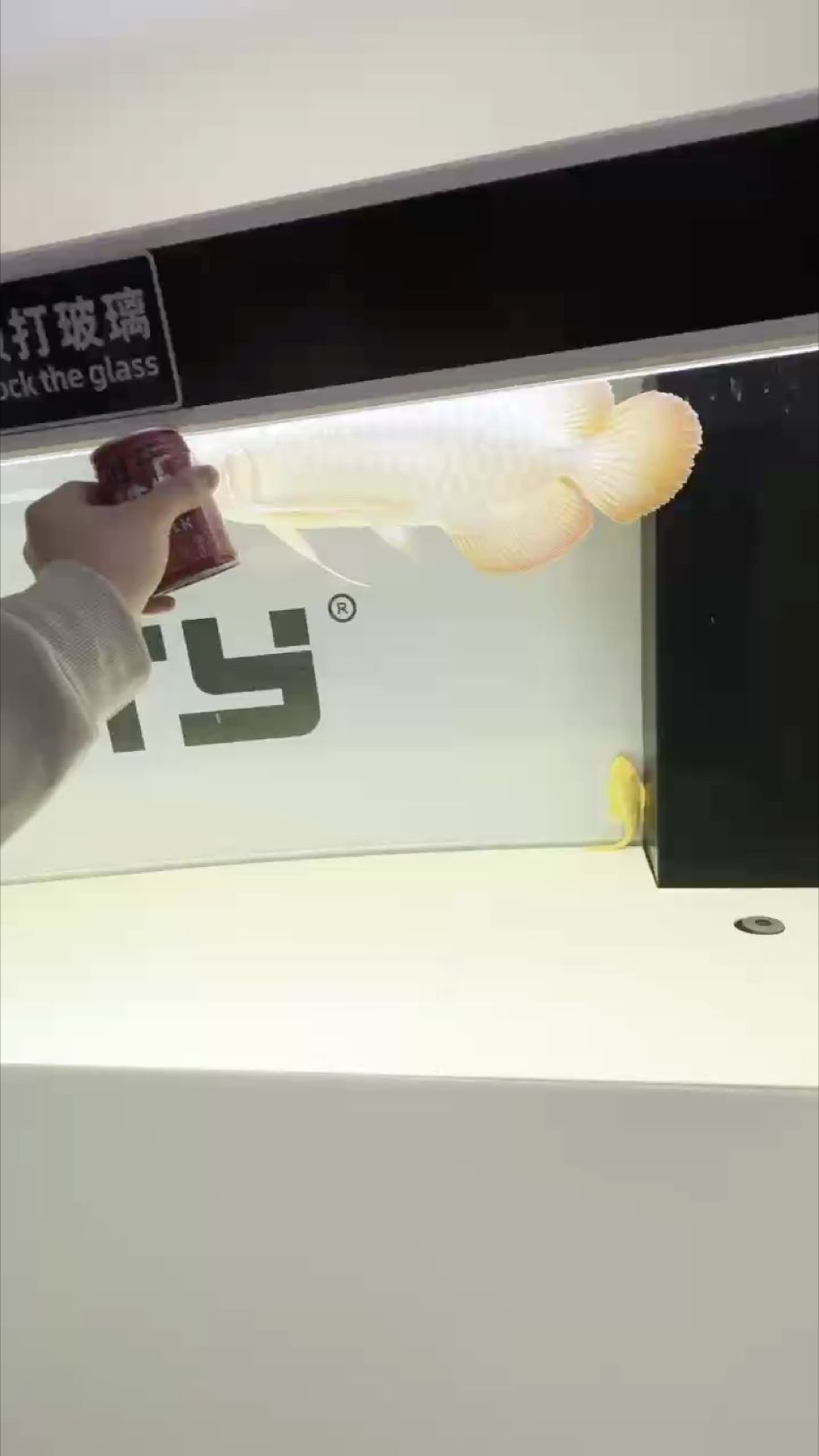 龍吟 243天飼養 龍吟 243天飼養 龍魚論壇