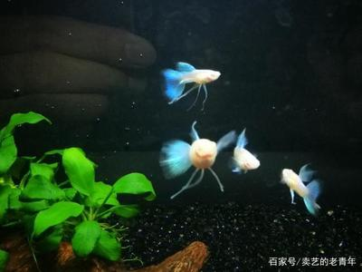 魚跳出魚缸死了預示主人，是巧合還是命運的警示？ 魚跳出魚缸死了預示主人，是巧合還是命運的警示？ 龍魚百科 第3張