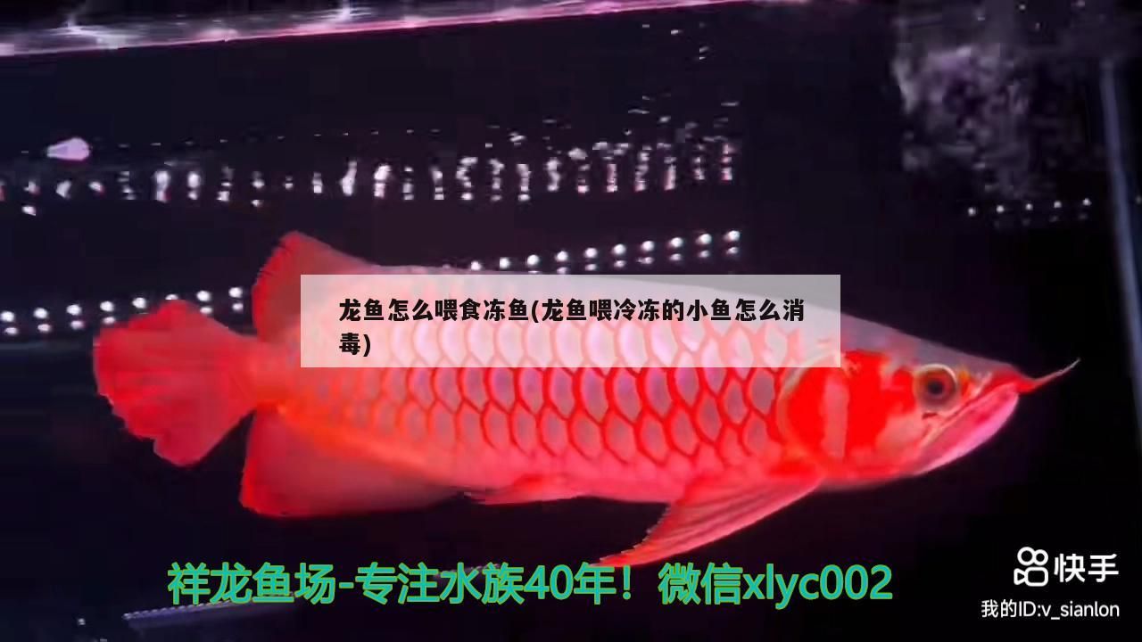 詳細(xì)閱讀:龍魚(yú)怎么喂食凍魚(yú)(龍魚(yú)喂冷凍的小魚(yú)怎么消毒) 龍魚(yú)怎么喂食凍魚(yú)(龍魚(yú)喂冷凍的小魚(yú)怎么消毒)
