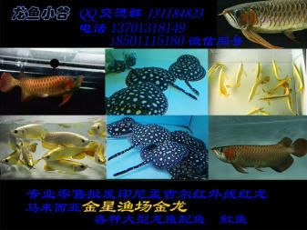 萬吉紅龍和孟吉爾區別是什么呢圖片對比圖：孟吉爾和萬吉的紅龍魚區別是什么？ 萬吉紅龍和孟吉爾區別是什么呢圖片對比圖：孟吉爾和萬吉的紅龍魚區別是什么？ 廣州孟吉爾 第3張