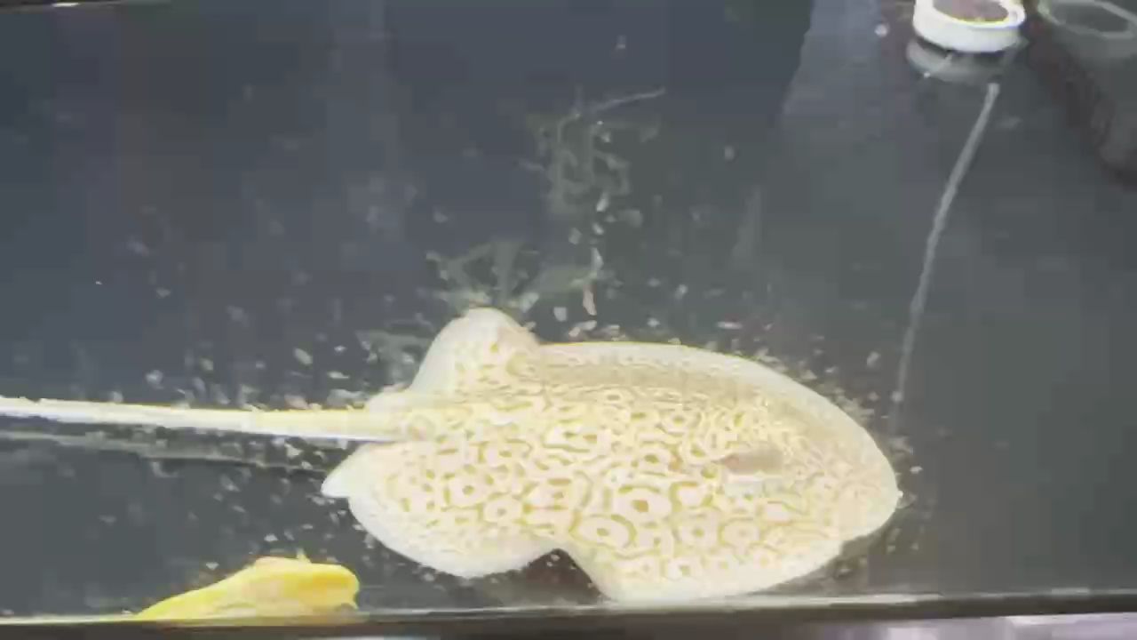 出魟魚 出魟魚 龍魚論壇