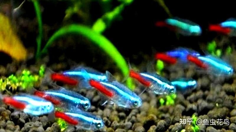 觀賞魚養什么魚好看（觀賞魚的養殖技巧） 觀賞魚養什么魚好看（觀賞魚的養殖技巧） 愛龍仕 第1張