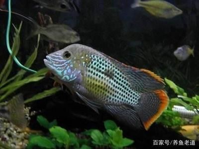 觀賞魚養什么魚好看（觀賞魚的養殖技巧） 觀賞魚養什么魚好看（觀賞魚的養殖技巧） 愛龍仕 第3張