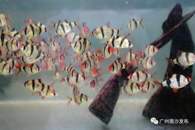 觀賞魚養什么魚好看（觀賞魚的養殖技巧） 觀賞魚養什么魚好看（觀賞魚的養殖技巧） 愛龍仕 第4張
