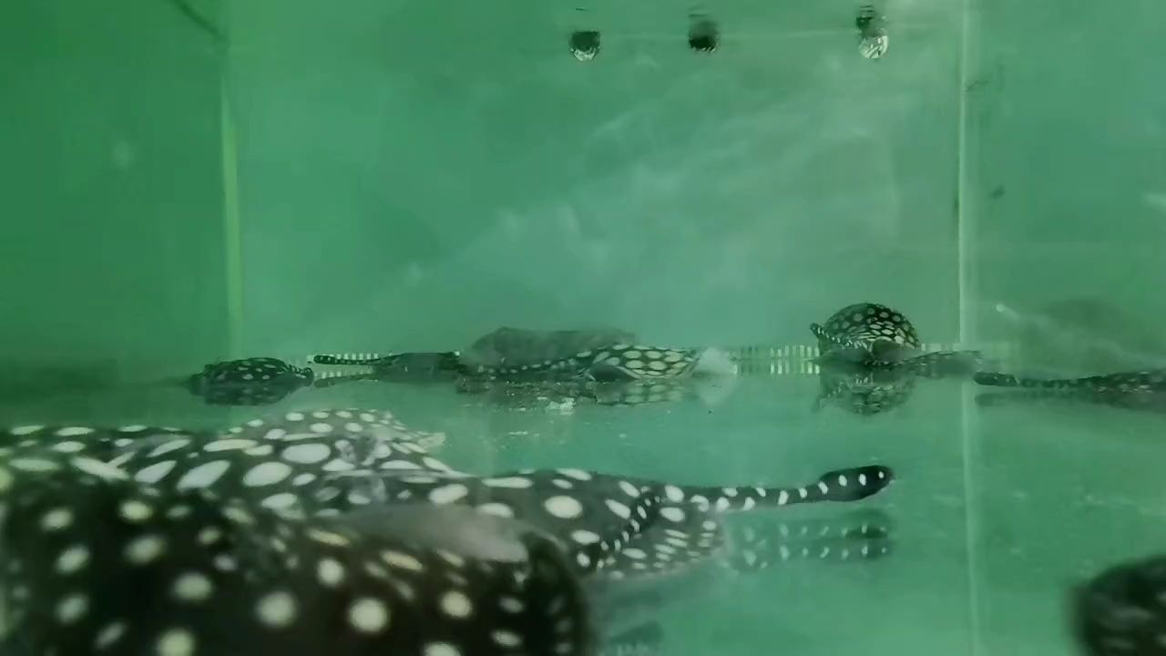 有沒有喜歡魟魚朋友
