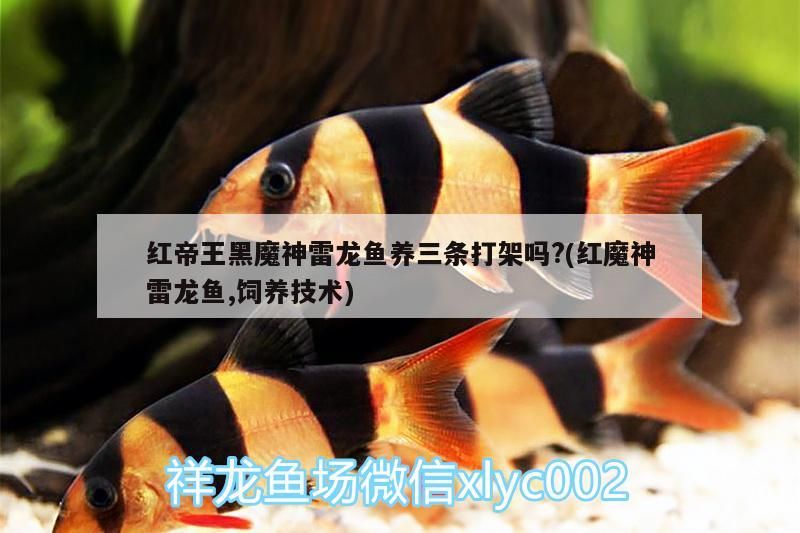 虎魚天天黑來點赤瞳黃金 魚缸日常維護土霉素用量多少克為宜(魚缸里土霉素用量) 天王紅龍 魚缸日常維護土霉素用量多少克為宜(魚缸里土霉素用量) 魚缸日常維護土霉素用量多少克為宜(魚缸里土霉素用量) 天王紅龍
