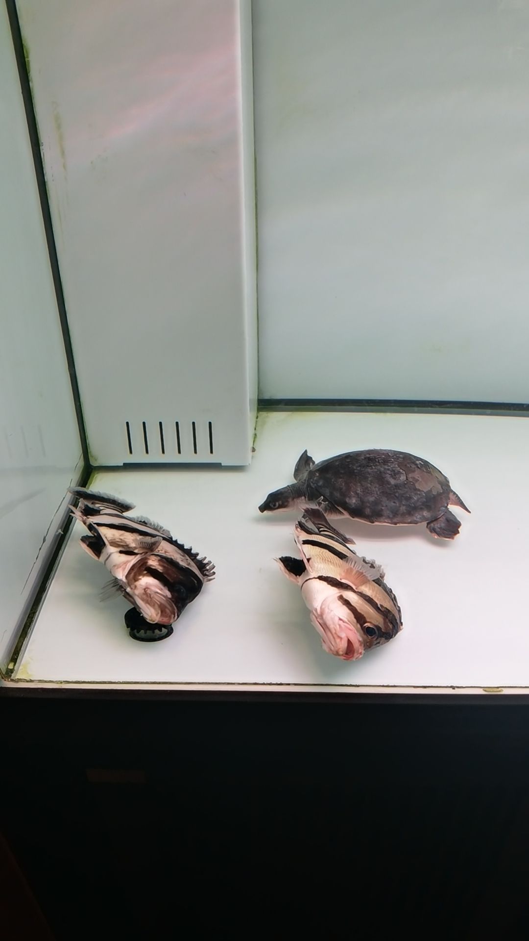 GAME OVER GAME OVER 龍魚論壇
