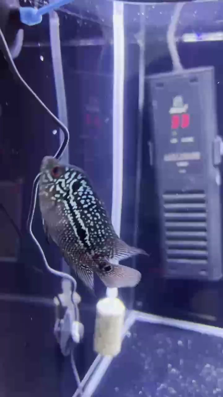 新手 這是什麼品種？