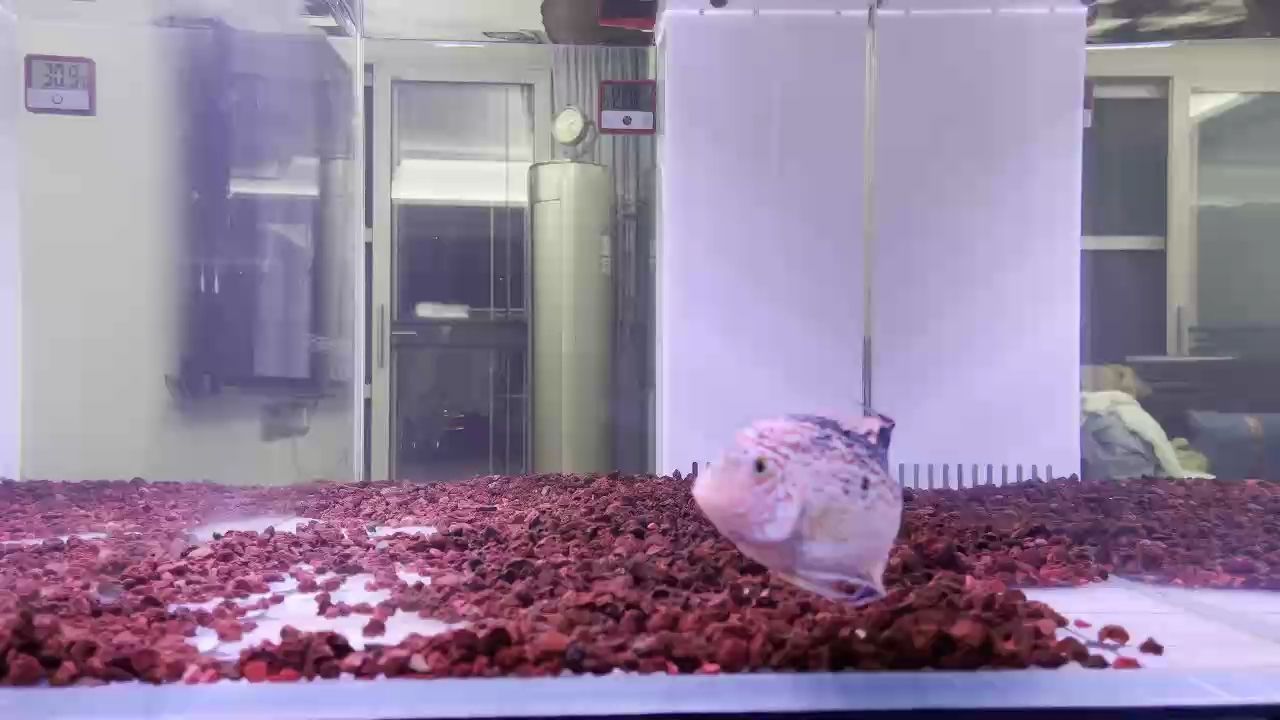 紅德薩 紅德薩 龍魚論壇