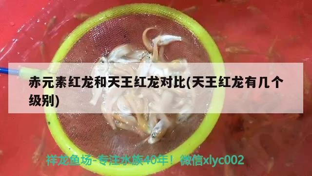 紅龍魚 赤元素紅龍和天王紅龍對比(天王紅龍有幾個級別) 赤元素 赤元素紅龍和天王紅龍對比(天王紅龍有幾個級別) 赤元素紅龍和天王紅龍對比(天王紅龍有幾個級別) 赤元素